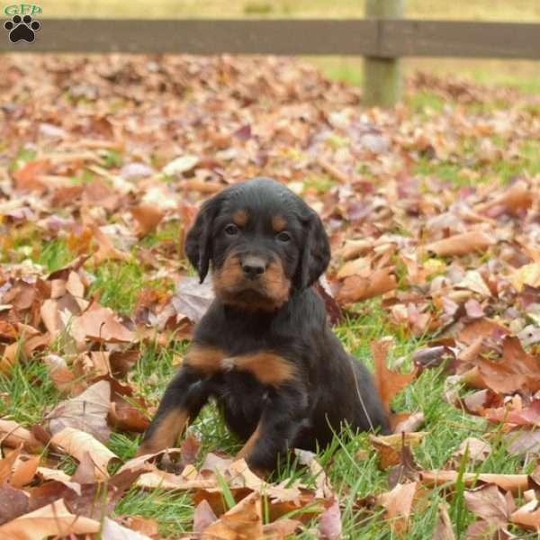 Polly, Gordon Setter Puppy