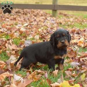 Polly, Gordon Setter Puppy