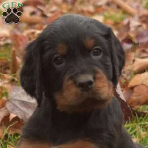 Polly, Gordon Setter Puppy