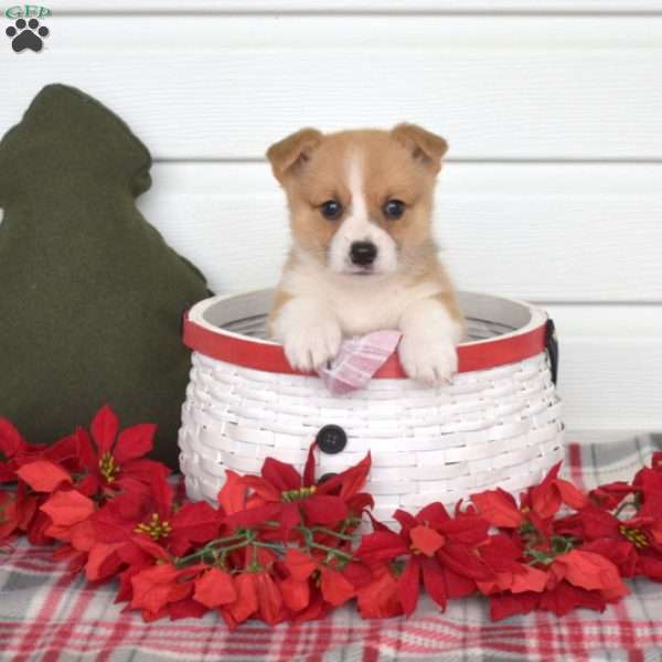 Poppers, Pembroke Welsh Corgi Puppy