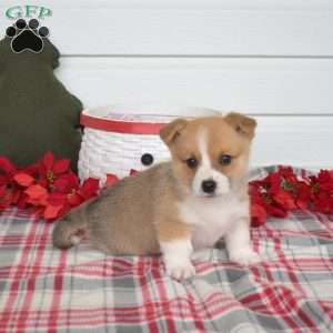 Poppers, Pembroke Welsh Corgi Puppy