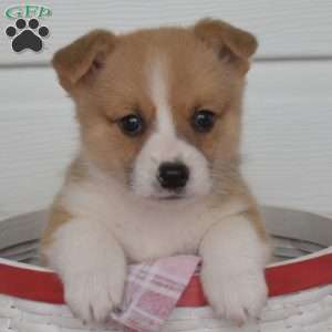 Poppers, Pembroke Welsh Corgi Puppy