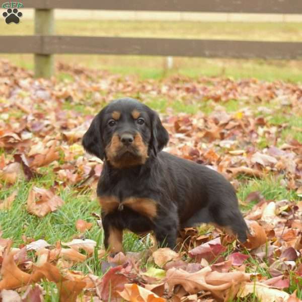 Poppy, Gordon Setter Puppy