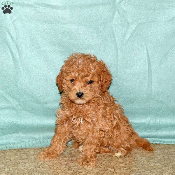 Poppy, Cavapoo Puppy