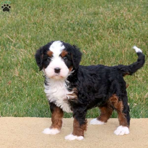Poppy, Mini Bernedoodle Puppy