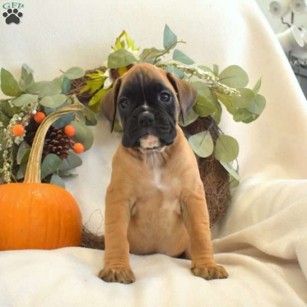 Poppy, Boxer Puppy