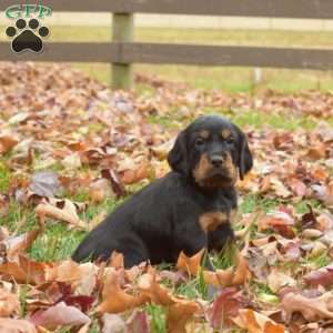 Poppy, Gordon Setter Puppy