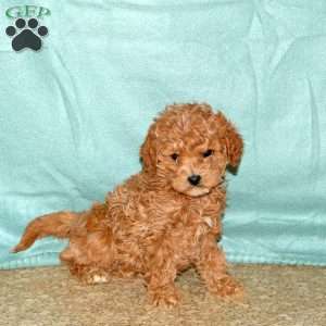 Poppy, Cavapoo Puppy