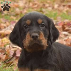 Poppy, Gordon Setter Puppy