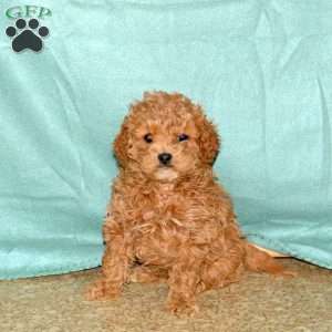 Poppy, Cavapoo Puppy