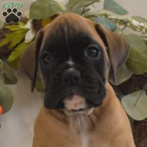 Poppy, Boxer Puppy