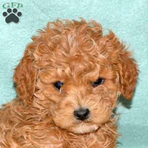 Poppy, Cavapoo Puppy