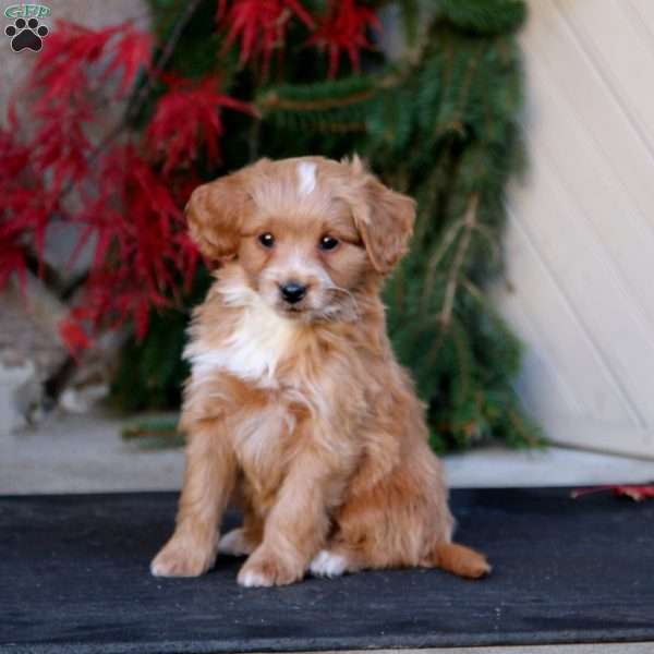 Poppy, Mini Goldendoodle Puppy