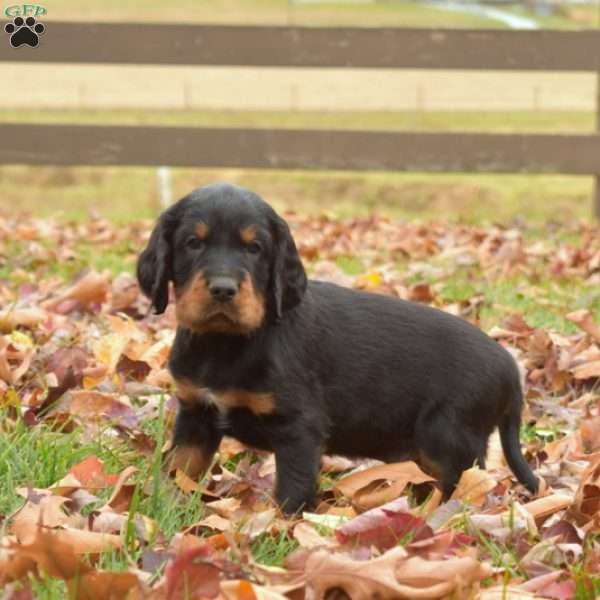 Porter, Gordon Setter Puppy