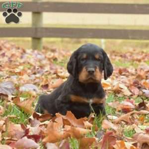 Porter, Gordon Setter Puppy