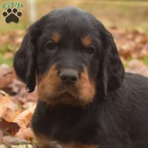 Porter, Gordon Setter Puppy