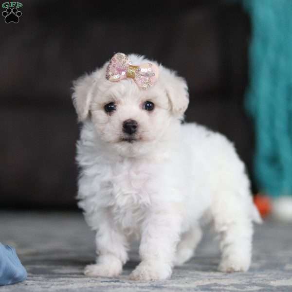 Posie, Bichon Frise Puppy