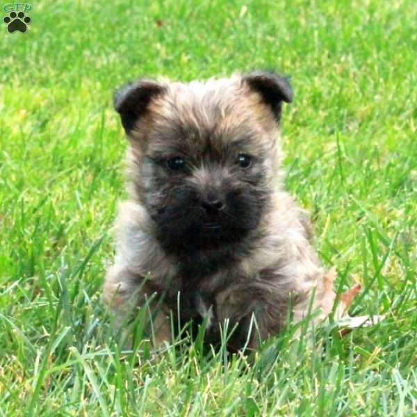 Potter, Cairn Terrier Puppy