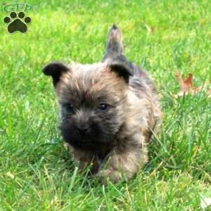 Potter, Cairn Terrier Puppy