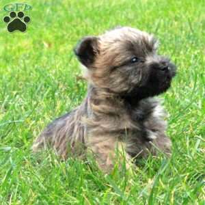 Potter, Cairn Terrier Puppy