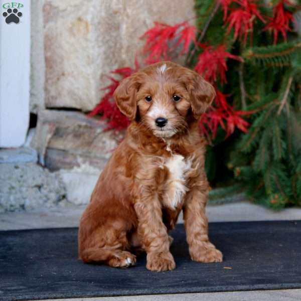 Precious, Mini Goldendoodle Puppy