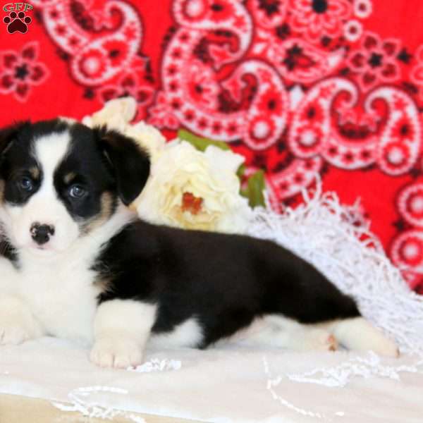 Precious, Pembroke Welsh Corgi Puppy