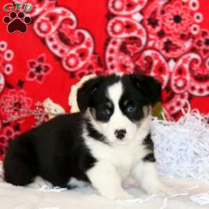 Precious, Pembroke Welsh Corgi Puppy