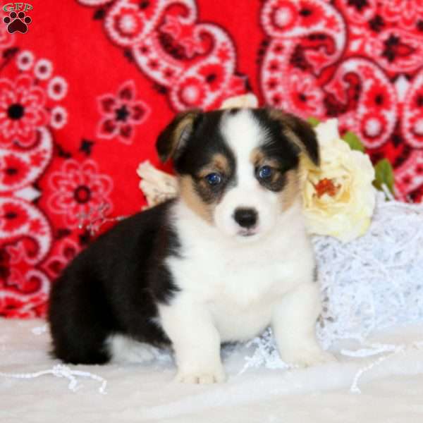 Preston, Pembroke Welsh Corgi Puppy