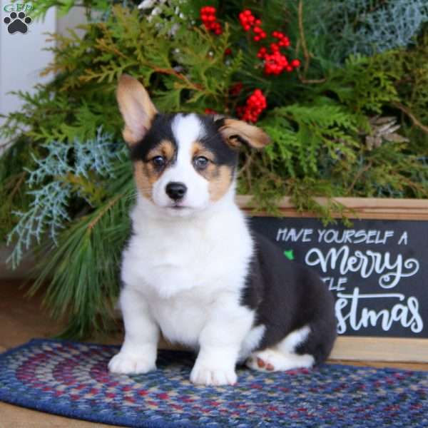 Preston, Pembroke Welsh Corgi Puppy