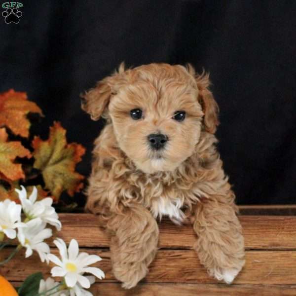 Preston, Maltipoo Puppy