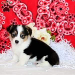 Preston, Pembroke Welsh Corgi Puppy