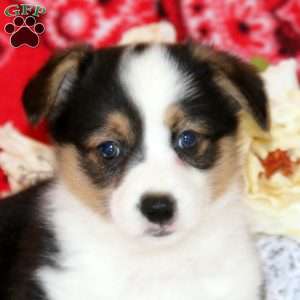 Preston, Pembroke Welsh Corgi Puppy