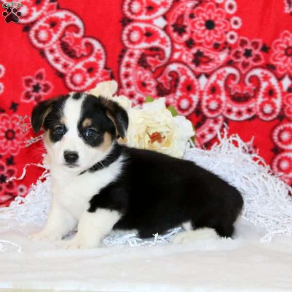 Pretty, Pembroke Welsh Corgi Puppy