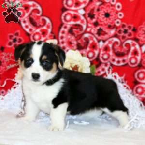 Pretty, Pembroke Welsh Corgi Puppy