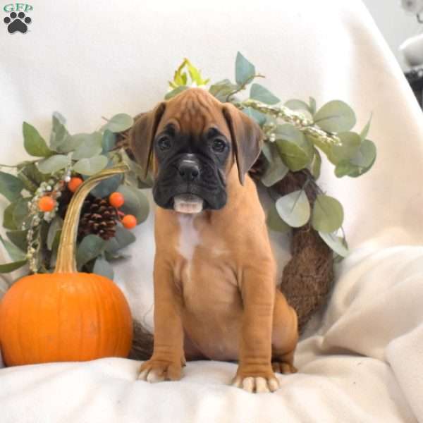 Pretzel, Boxer Puppy