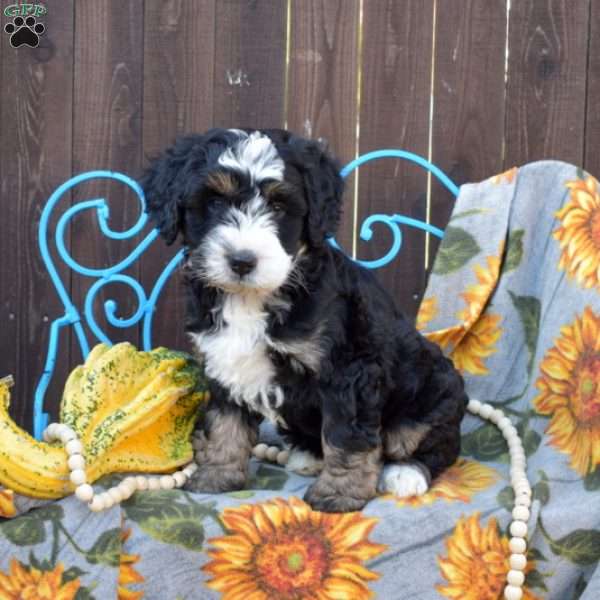 Pretzel, Mini Bernedoodle Puppy