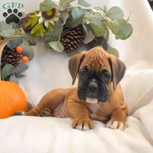 Pretzel, Boxer Puppy