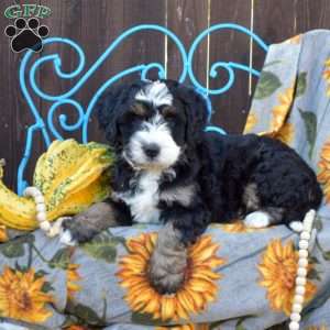 Pretzel, Mini Bernedoodle Puppy