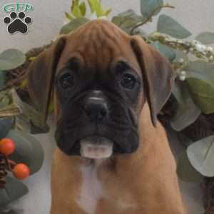 Pretzel, Boxer Puppy