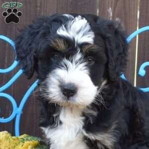 Pretzel, Mini Bernedoodle Puppy