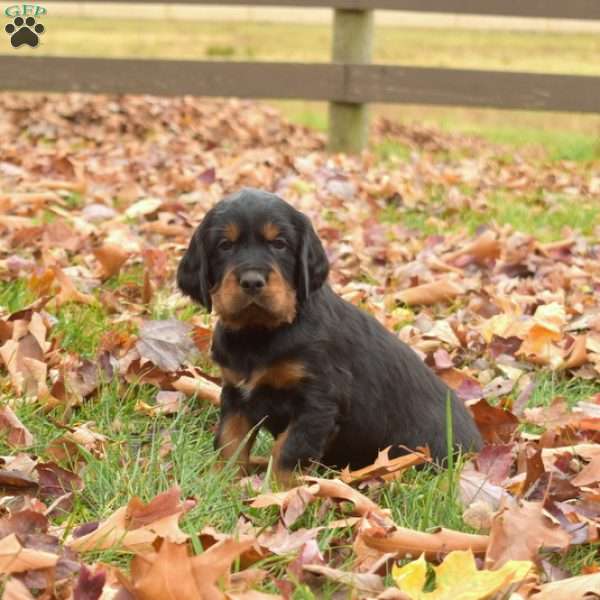 Prince, Gordon Setter Puppy