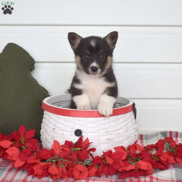 Prince, Pembroke Welsh Corgi Puppy