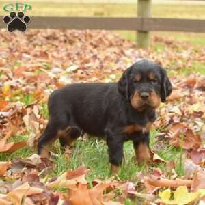 Prince, Gordon Setter Puppy