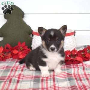 Prince, Pembroke Welsh Corgi Puppy