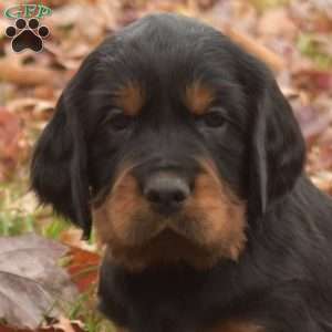 Prince, Gordon Setter Puppy