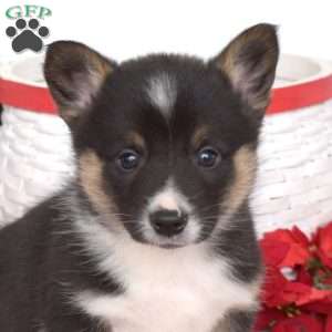 Prince, Pembroke Welsh Corgi Puppy