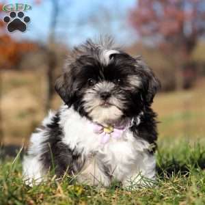 Princess, Shih Tzu Puppy