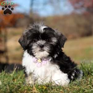 Princess, Shih Tzu Puppy