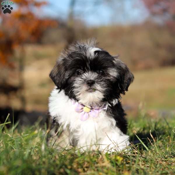 Princess, Shih Tzu Puppy