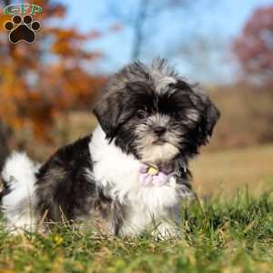 Princess, Shih Tzu Puppy